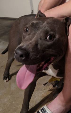 Safe Pit Bull in Northfield, OH