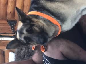 Safe German Shepherd Dog in Maple Valley, WA