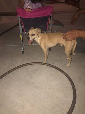 Safe Chihuahua in Coachella, CA