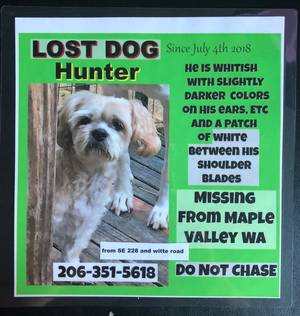 Safe Lhasa Apso in Maple Valley, WA