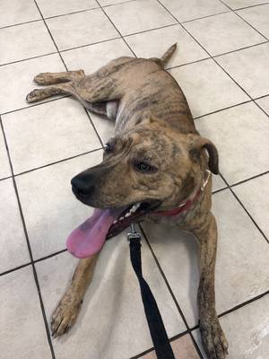 Safe Mutt in Raleigh, NC