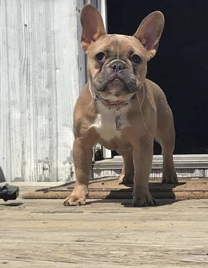 Safe French Bulldog in Tulsa, OK