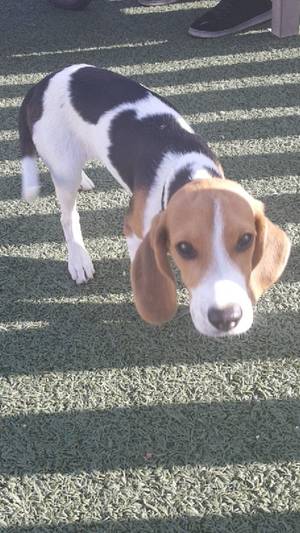 Safe Beagle in San Ysidro, CA