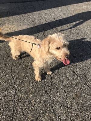Safe Border Terrier in Pittston, PA