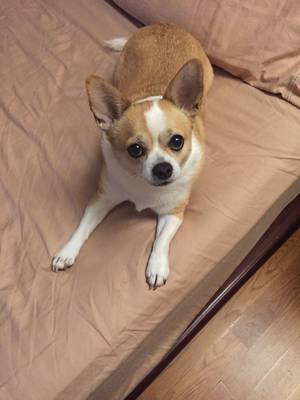 Safe Chihuahua in Westbury, NY