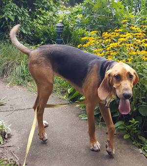 Safe Black and Tan Coonhound in Nellysford, VA