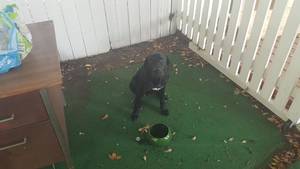 Safe Labrador Retriever in Rosenberg, TX