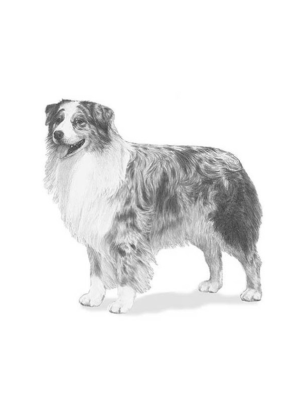 Safe Australian Shepherd in Cathedral City, CA