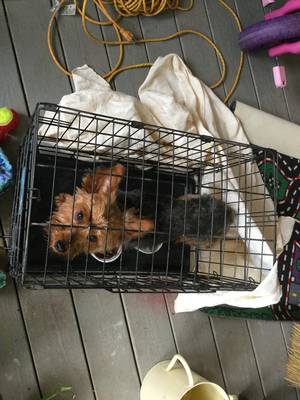 Safe Yorkshire Terrier in Willis, VA