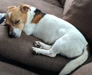 Safe Jack Russell Terrier in Pikesville, MD