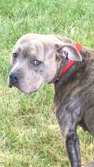 Safe Pit Bull in Boise, ID