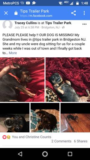 Safe Chihuahua in Bridgeton, NJ