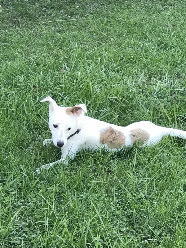 Safe Jack Russell Terrier in Trenton, OH