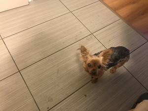 Safe Yorkshire Terrier in Tracy, CA