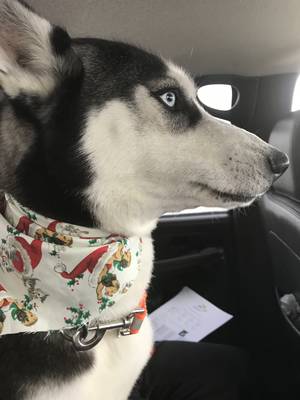 Safe Siberian Husky in Indianapolis, IN