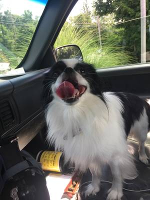 Safe Japanese Chin in Rockland, MA