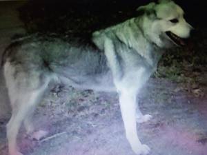 Safe German Shepherd Dog in Dade City, FL