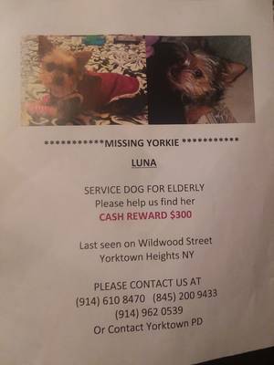 Safe Yorkshire Terrier in Yorktown Heights, NY