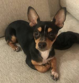 Safe Chihuahua in Houston, TX