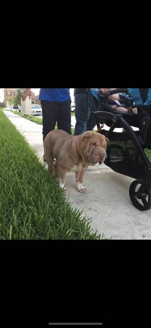 Safe Chinese SharPei in Cypress, TX
