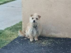 Safe Cairn Terrier in Tucson, AZ