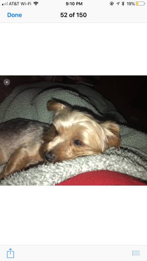 Safe Yorkshire Terrier in Westhampton Beach, NY