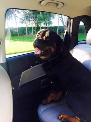 Safe Rottweiler in Delray Beach, FL