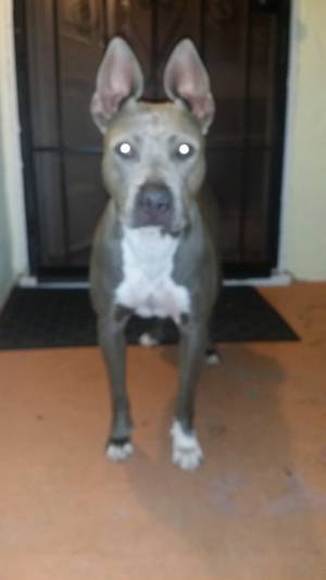 Safe American Staffordshire Terrier in Pittsburg, CA