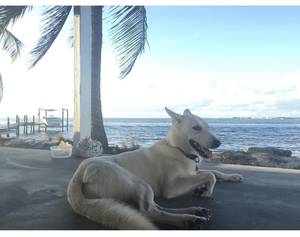 Safe German Shepherd Dog in Pompano Beach, FL