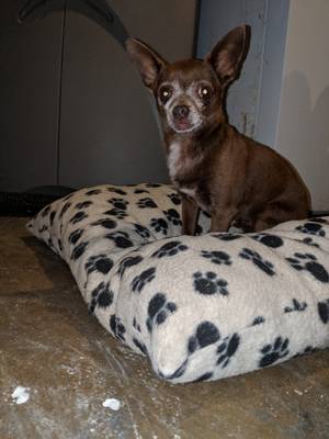 Safe Chihuahua in Beltsville, MD