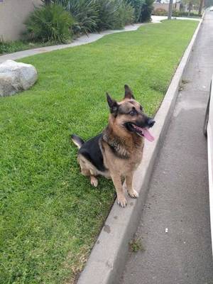 Safe German Shepherd Dog in San Bernardino, CA