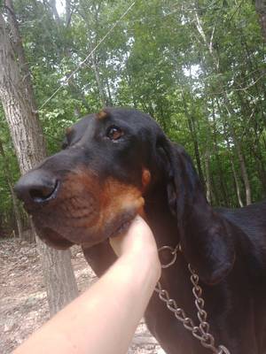 Safe Black and Tan Coonhound in Marshall, AR