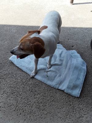 Safe Jack Russell Terrier in Fullerton, CA