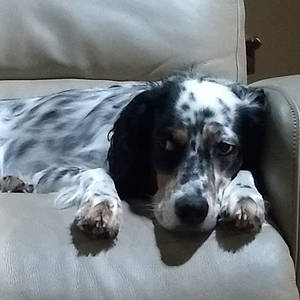 Safe English Setter in Chapel Hill, NC