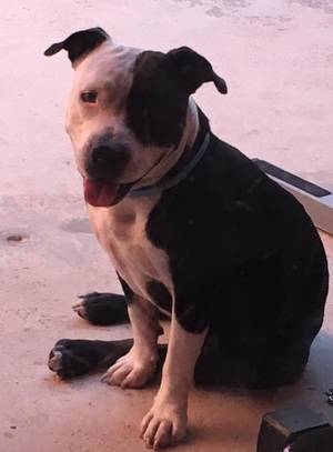 Safe American Bulldog in Hialeah, FL