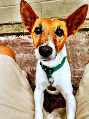 Safe Jack Russell Terrier in Marriottsville, MD