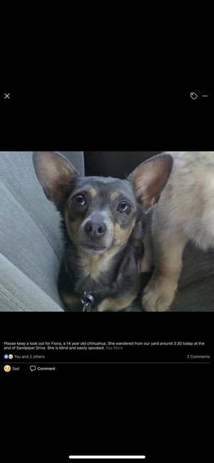 Safe Chihuahua in Satellite Beach, FL