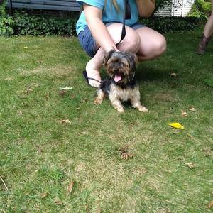Safe Yorkshire Terrier in Akron, OH