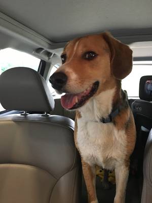 Safe Beagle in Alto, MI