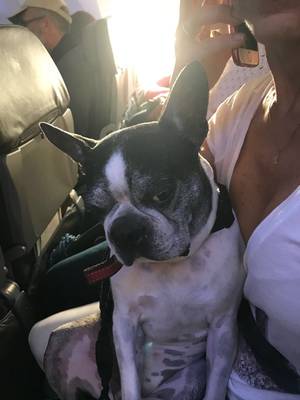 Safe Boston Terrier in Miami, FL