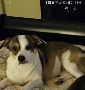 Safe Jack Russell Terrier in Beaumont, TX
