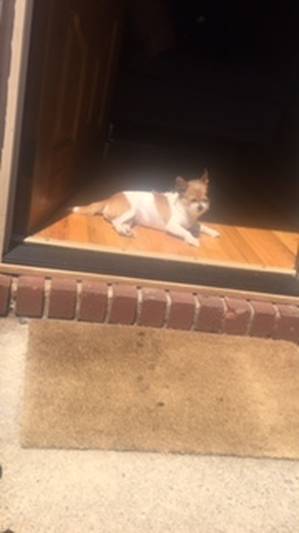 Safe Chihuahua in Elmont, NY US