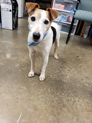 Safe Jack Russell Terrier in King George, VA