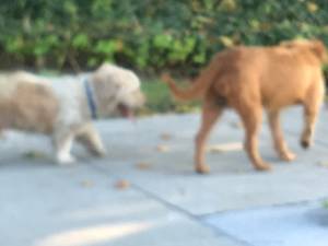 Safe Cairn Terrier in Compton, CA