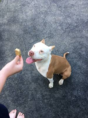 Safe Pit Bull in Fleetwood, PA