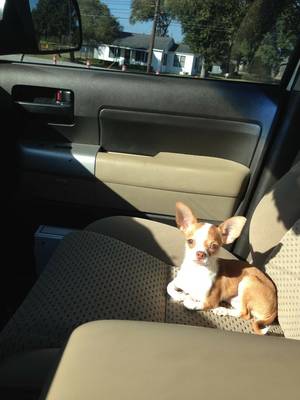 Safe Chihuahua in Rosenberg, TX