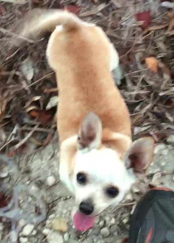 Stolen Chihuahua in Key West, FL