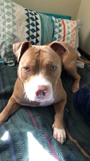 Safe Pit Bull in Chicago, IL