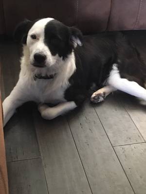 Safe Border Collie in Pearland, TX