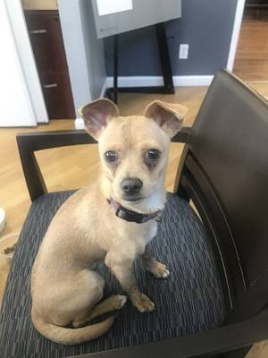 Safe Chihuahua in Richmond, CA